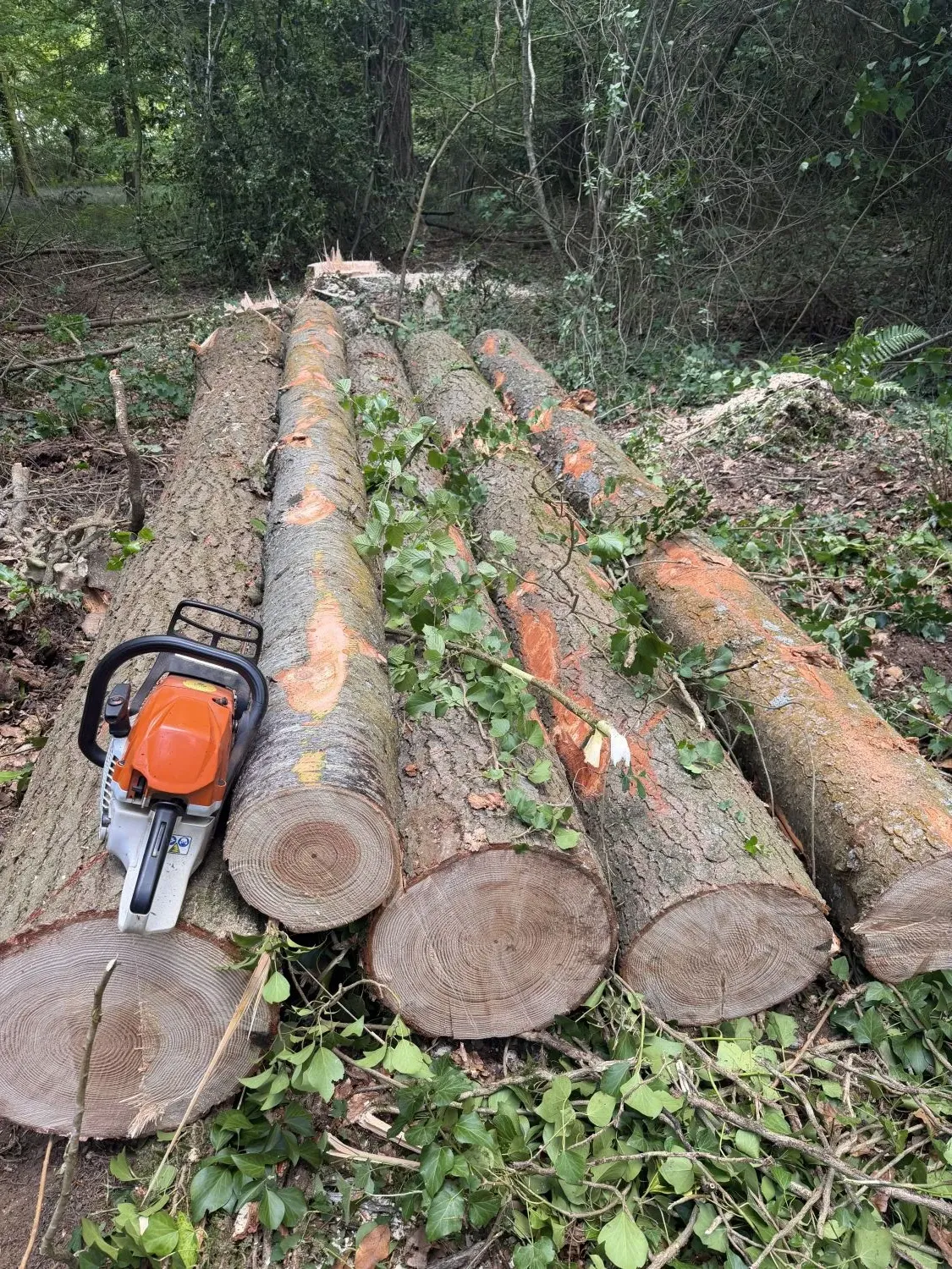 Tree Removal & Felling