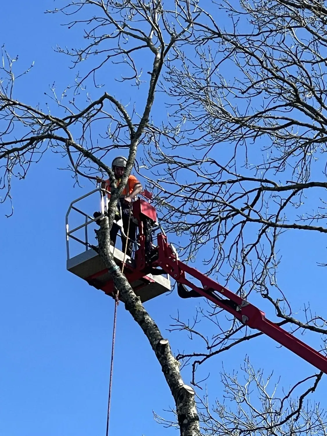 Tree Removal & Felling