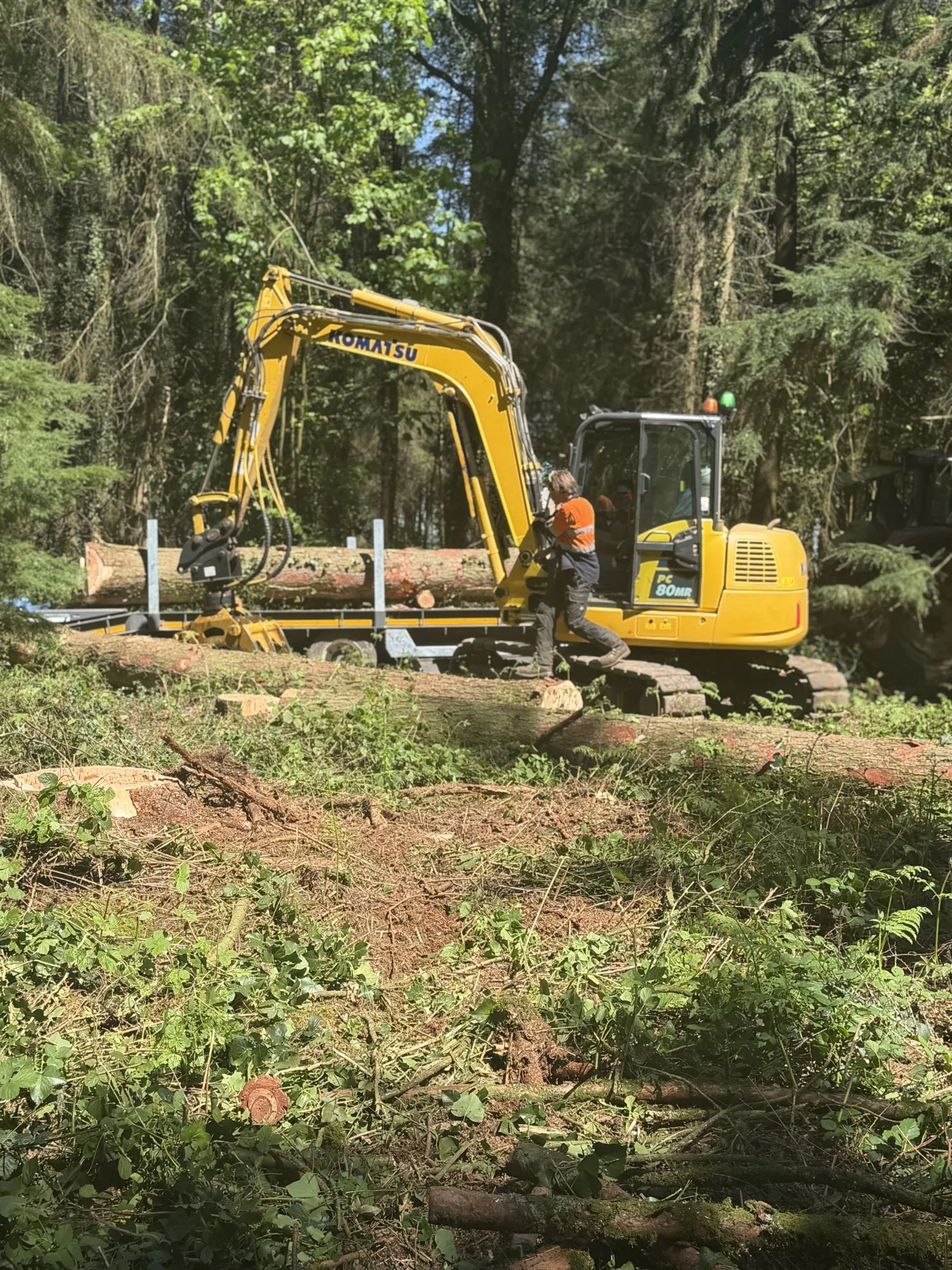 Tree Removal & Felling