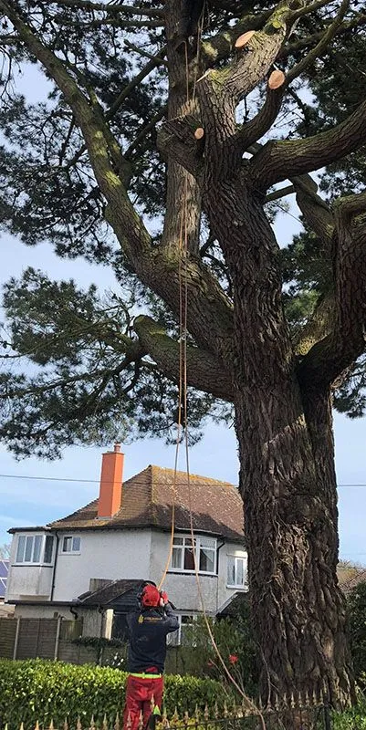 Tree surgery involves a number of disciplines that relate to tree care. These can include treating trees for disease and infestation, bracing the trunks to prevent collapse, or simply trimming back a hedge to encourage healthy growth in the future.