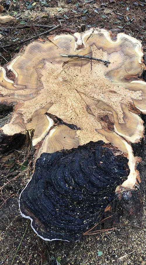 Tree Removal & Felling