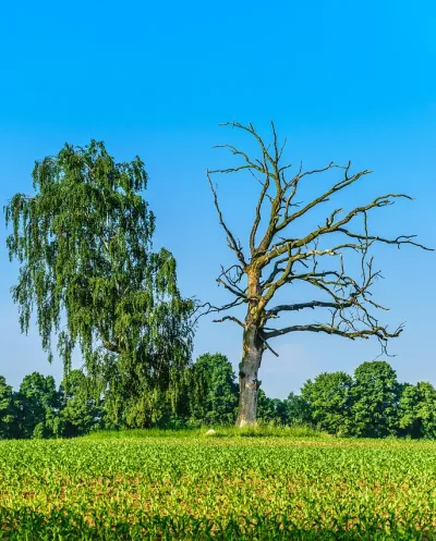 How to Know Whether a Tree is Dead or Alive