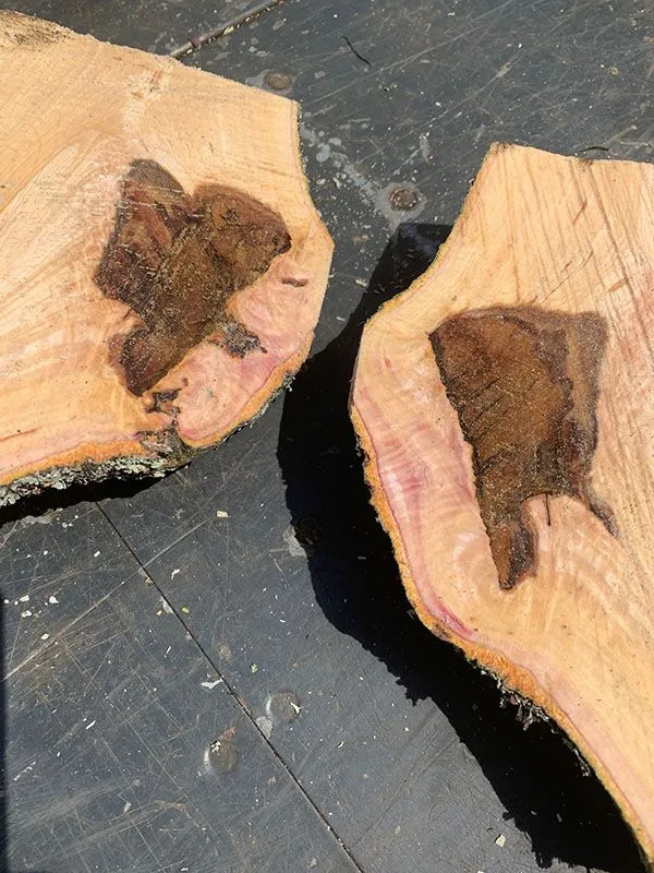 Tree Pruning Services