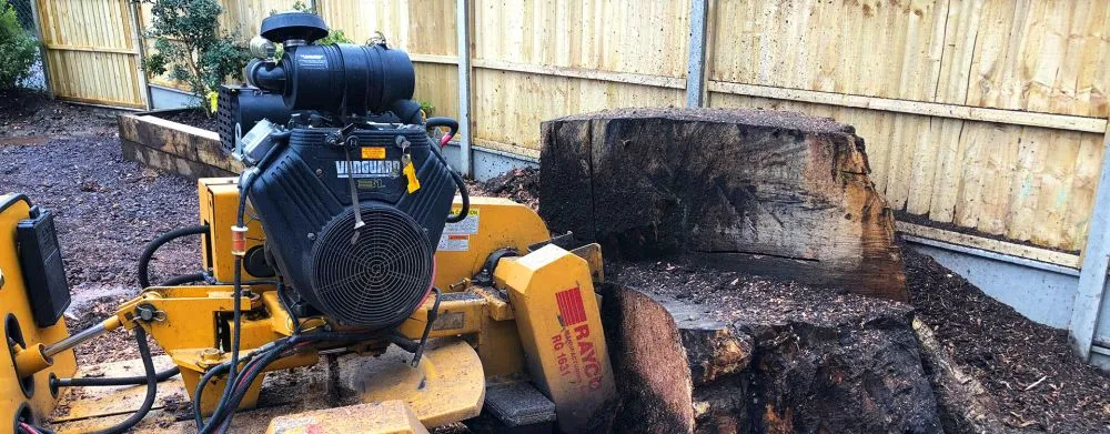 Tree stump removal experts in Christchurch, Bournemouth, New Forest and Ringwood.