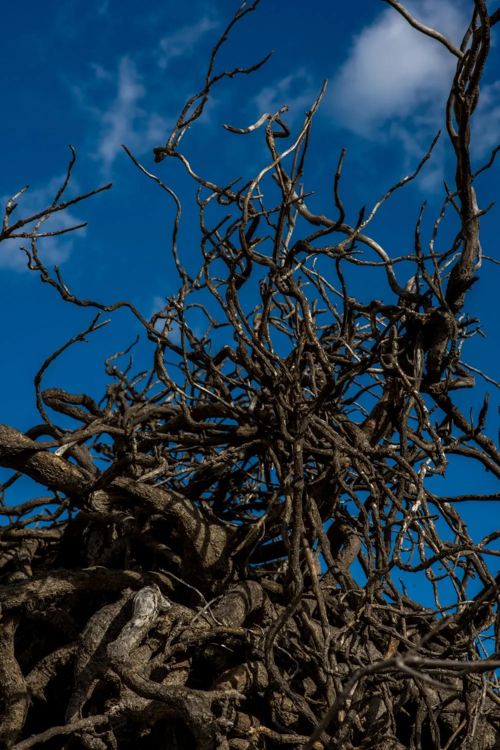 Importance of dead wood removal
